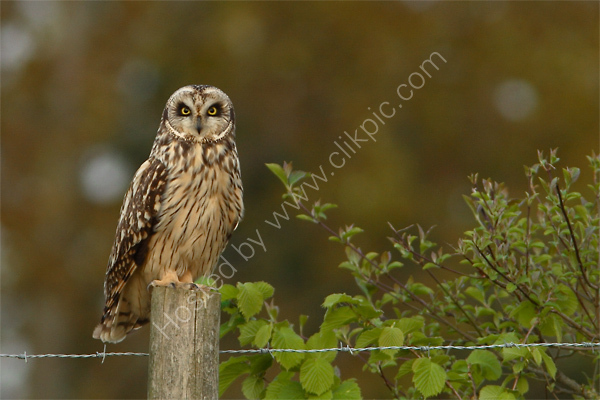 Short-eared Owl